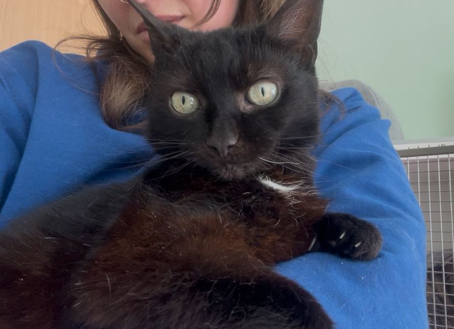 Pet Image