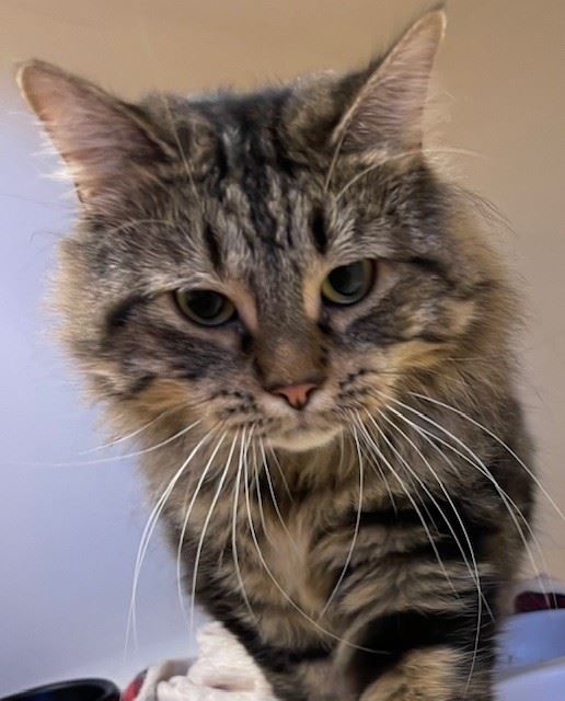 New cat listed for rescue at the Edinburgh Cat Protection League - Hollie