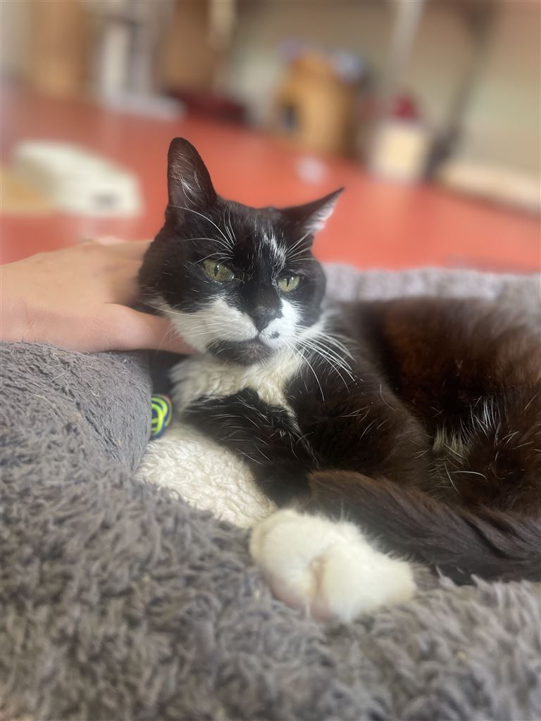 Pet Image