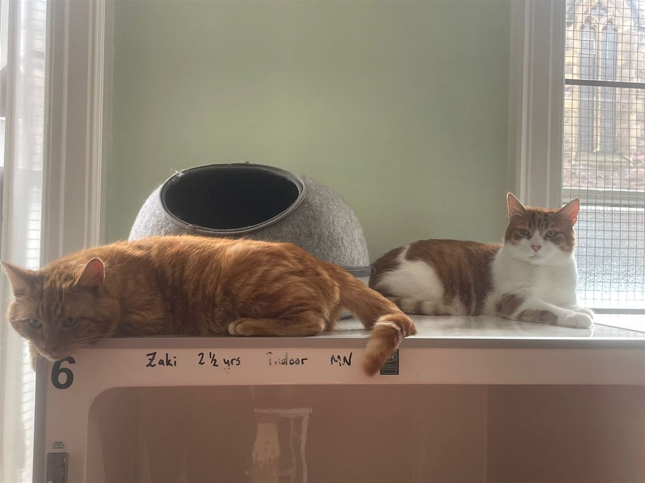 Pet Image