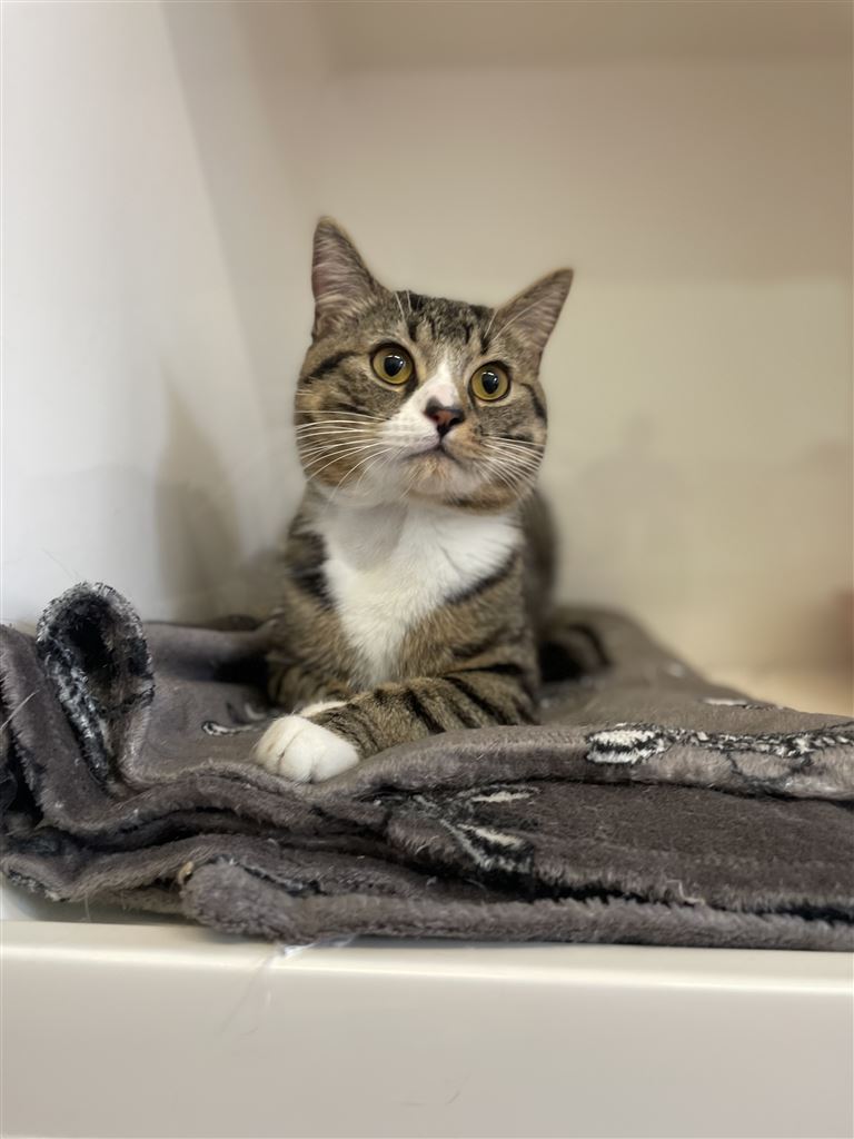 Pet Image