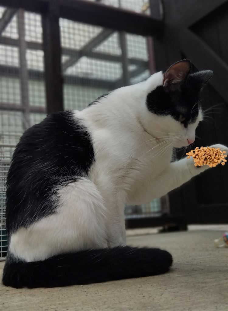 Pet Image
