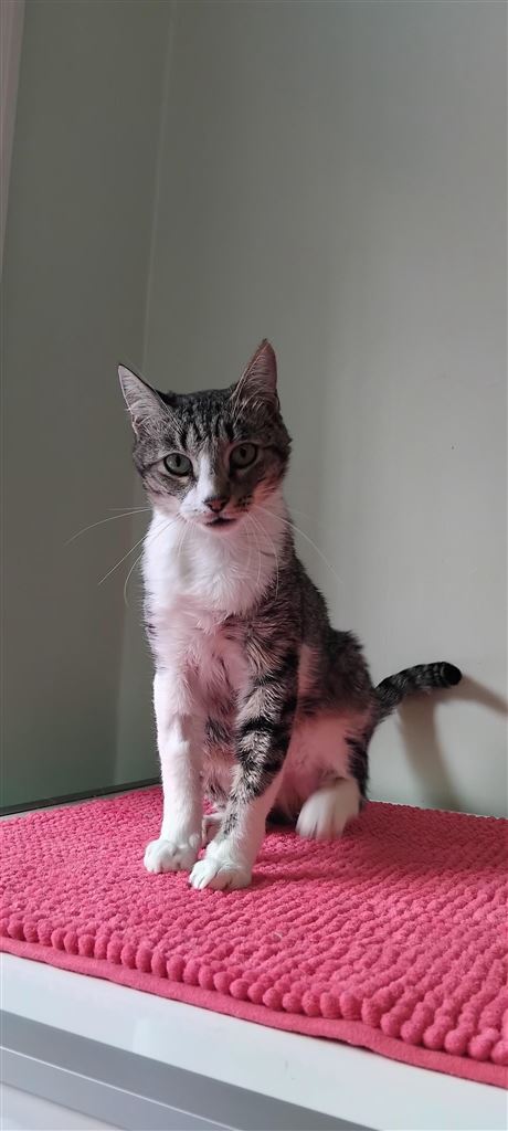 Pet Image