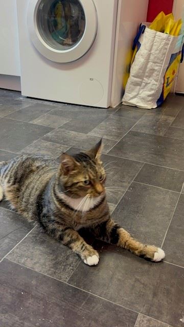 Pet Image