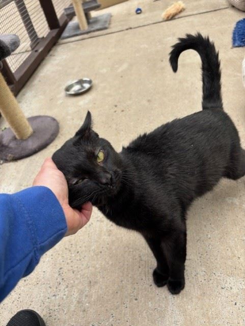 Pet Image