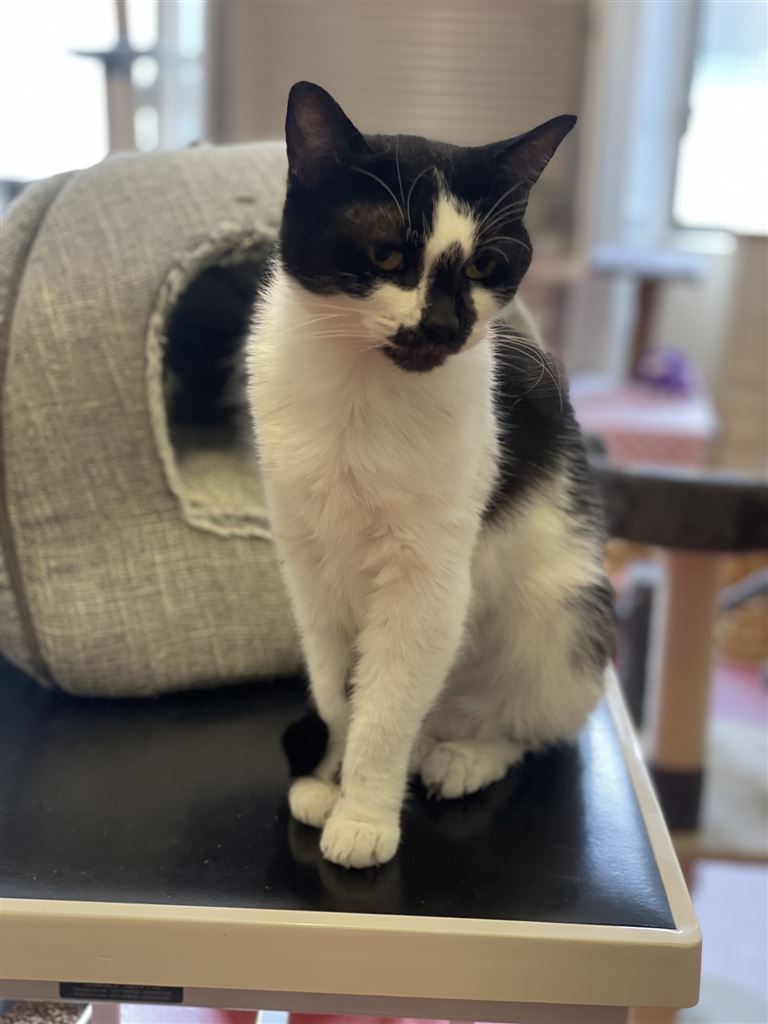 Pet Image