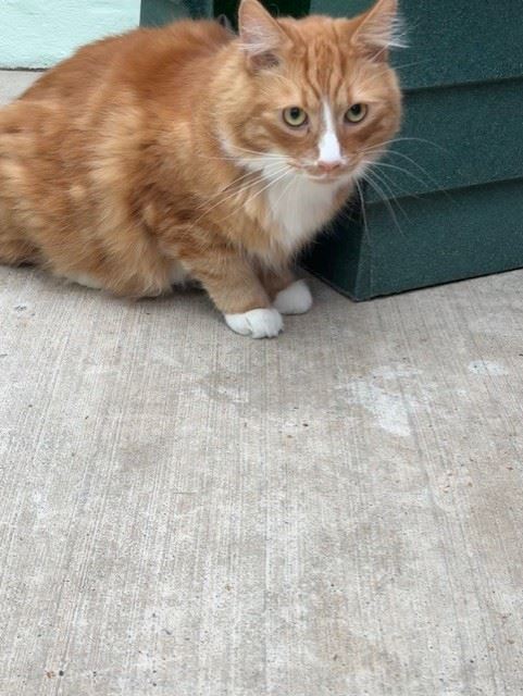 Pet Image