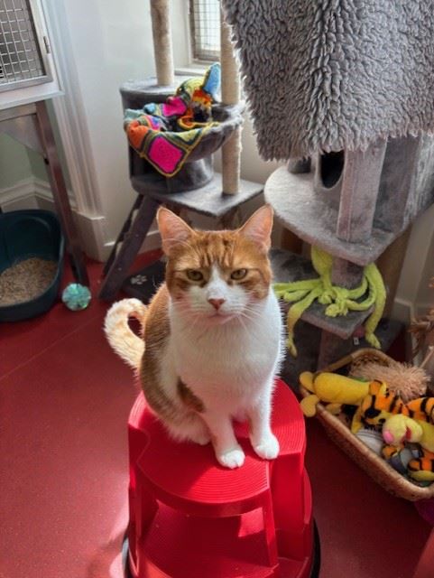 Pet Image