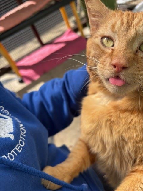 Pet Image