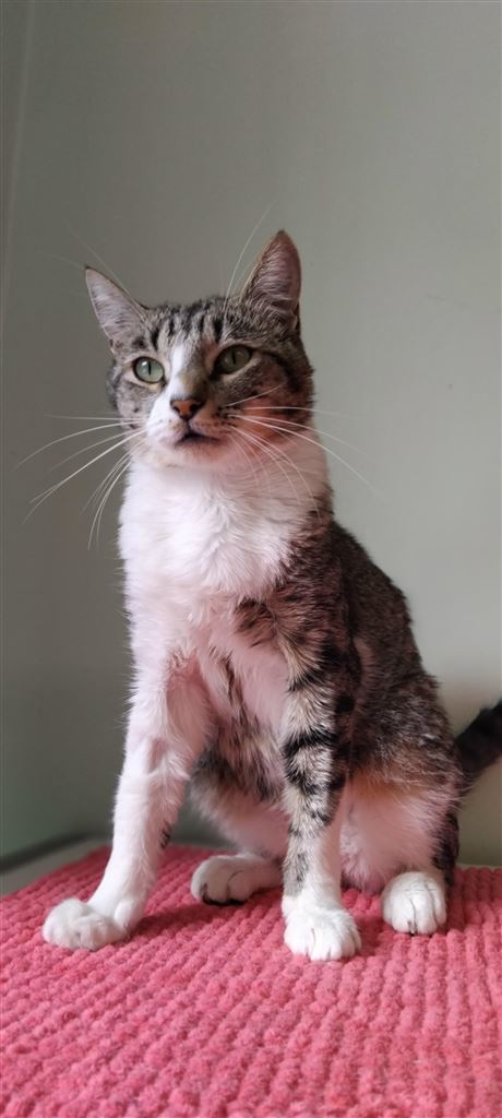 Pet Image