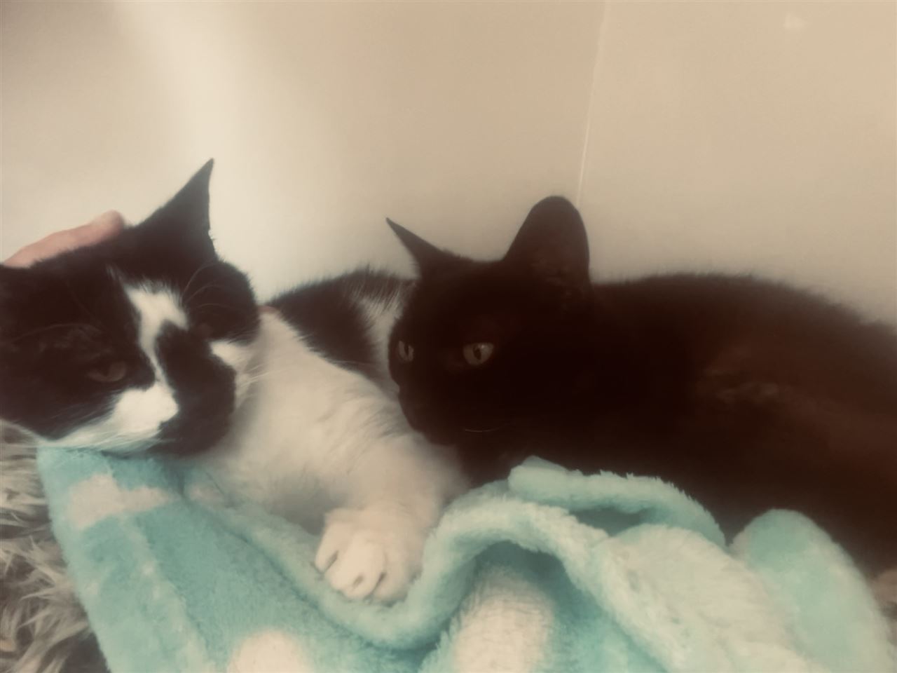 Pet Image