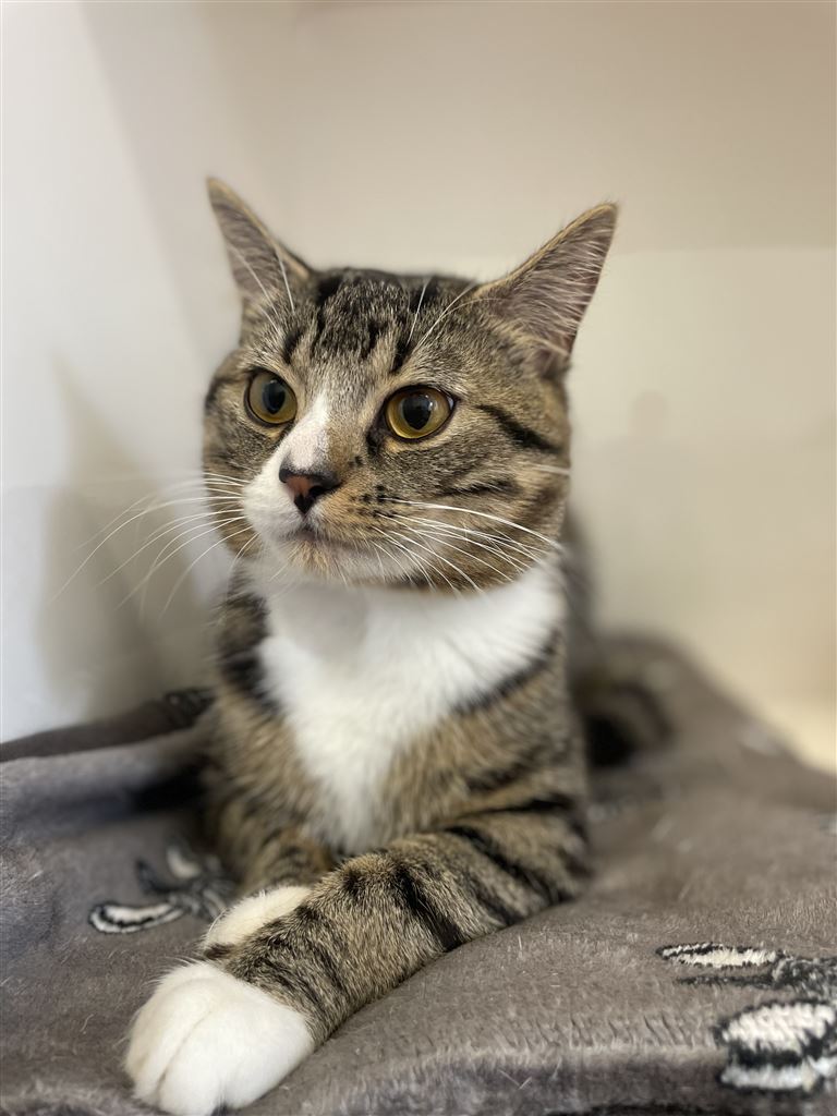 Pet Image
