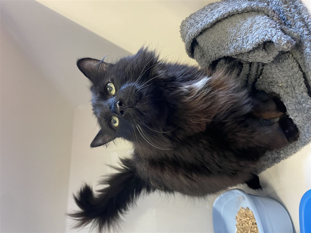 Pet Image