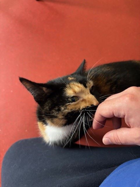 Pet Image