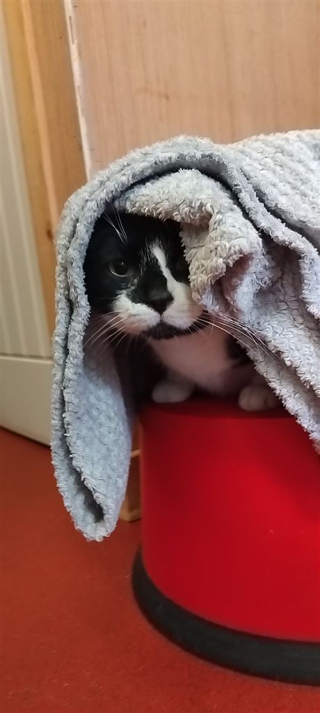 New cats listed for rescue at the Edinburgh Cat Protection League - Buffy and Luka