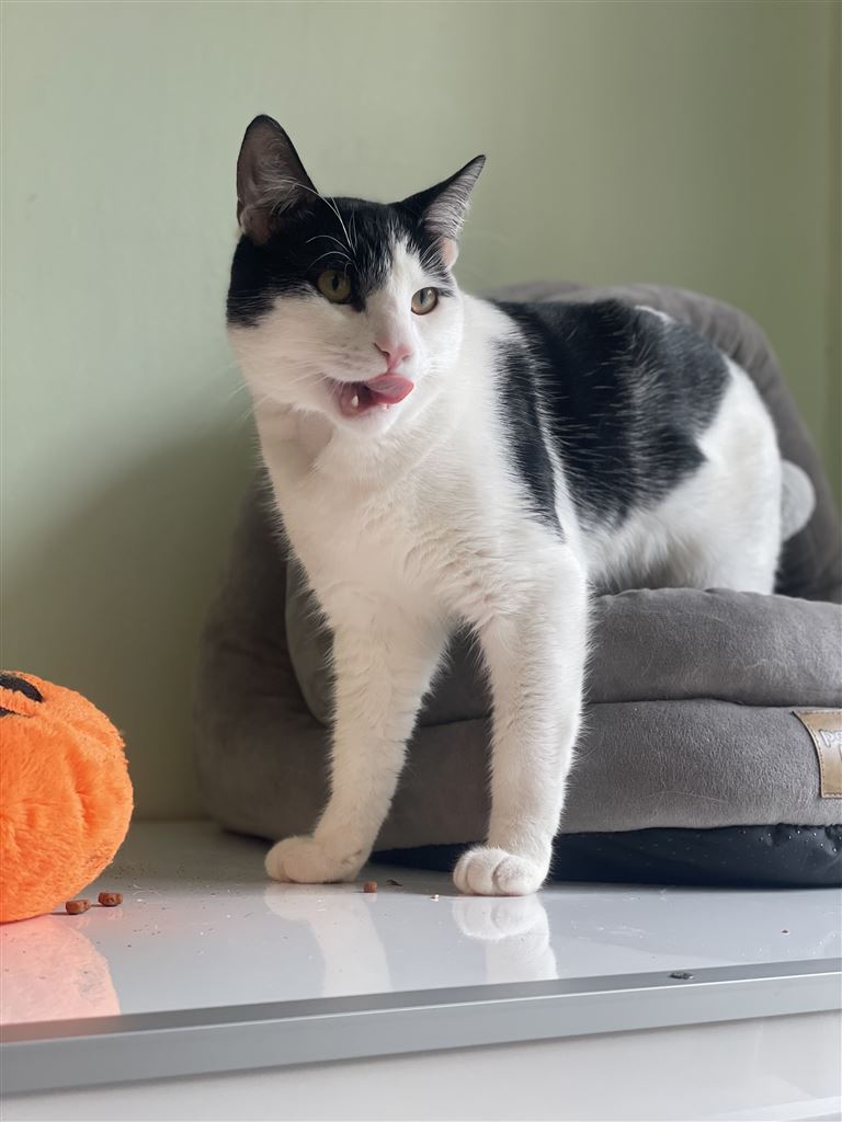 Pet Image