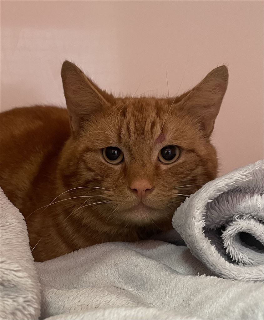 Pet Image