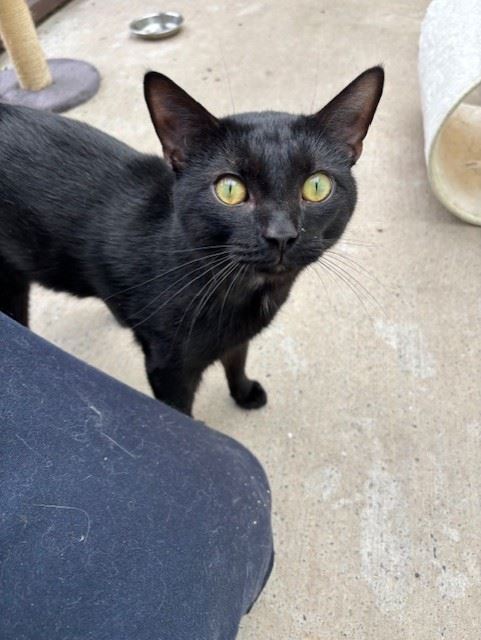 Pet Image
