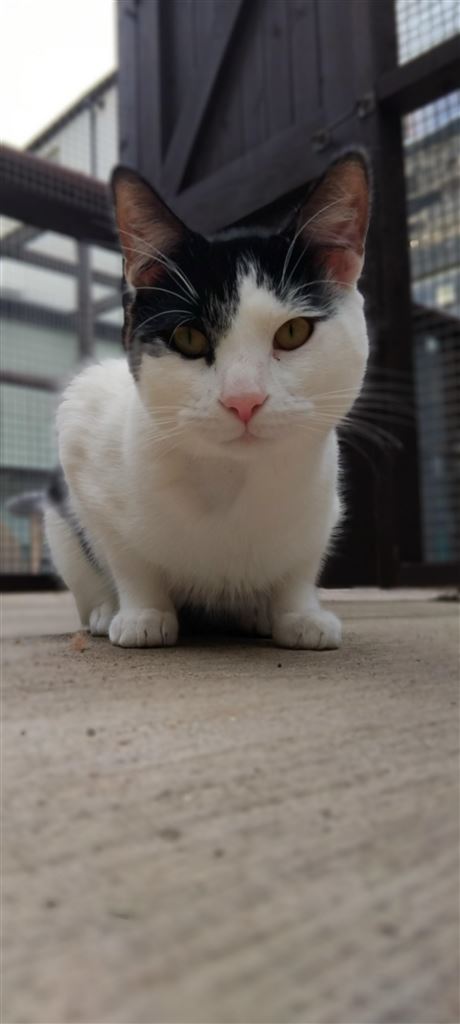 Pet Image