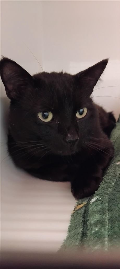 Pet Image