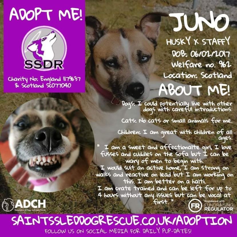 Rescue dogs, cats and rabbits in Scotland - RescueScottishPets Rescue dogs, cats and rabbits in Scotland - RescueScottishPets