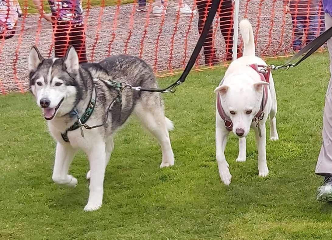New dog listed for rescue at the Saints Sled Dog Rescue - Nellie & Diesel 