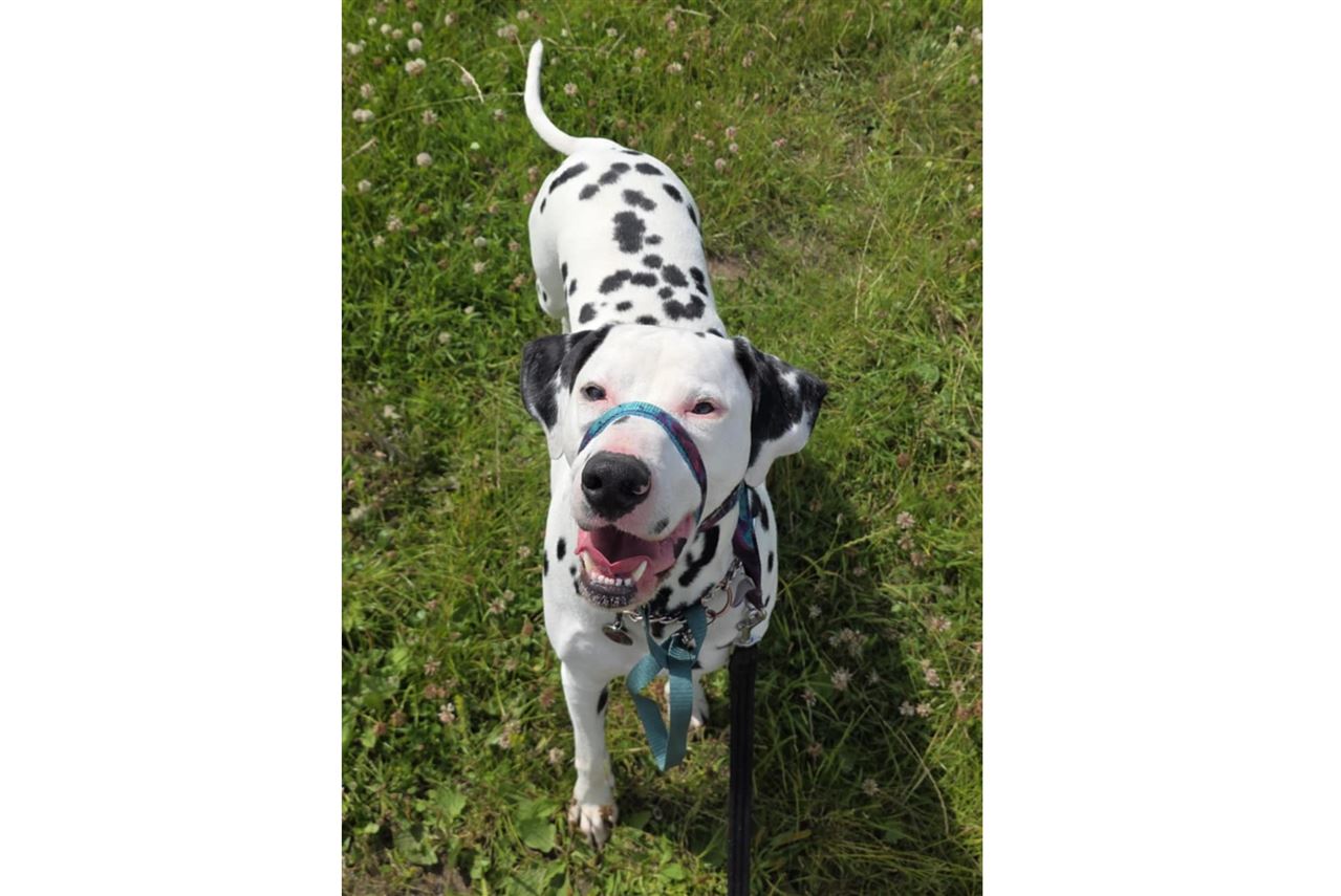 Pet Image