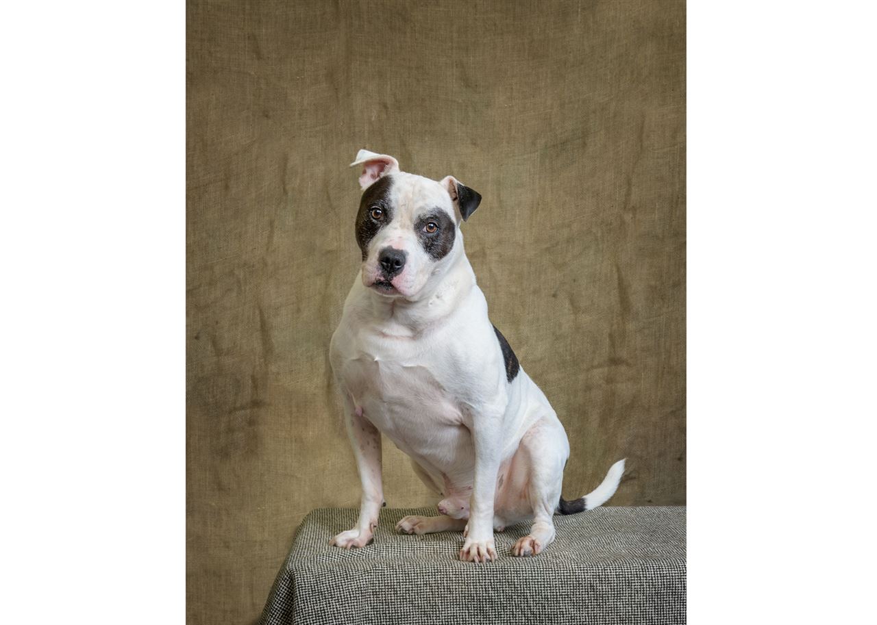 Pet Image