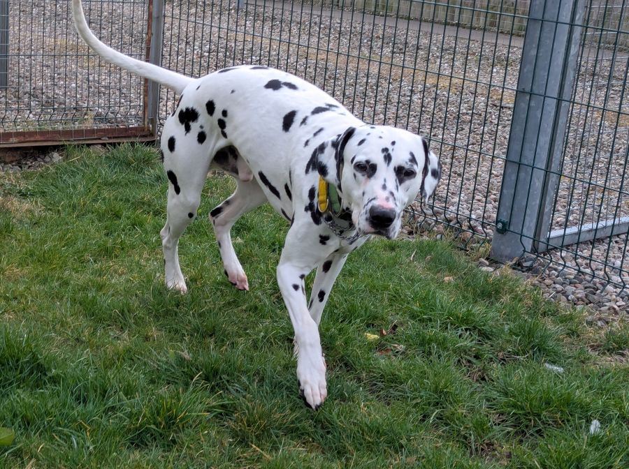 Pet Image