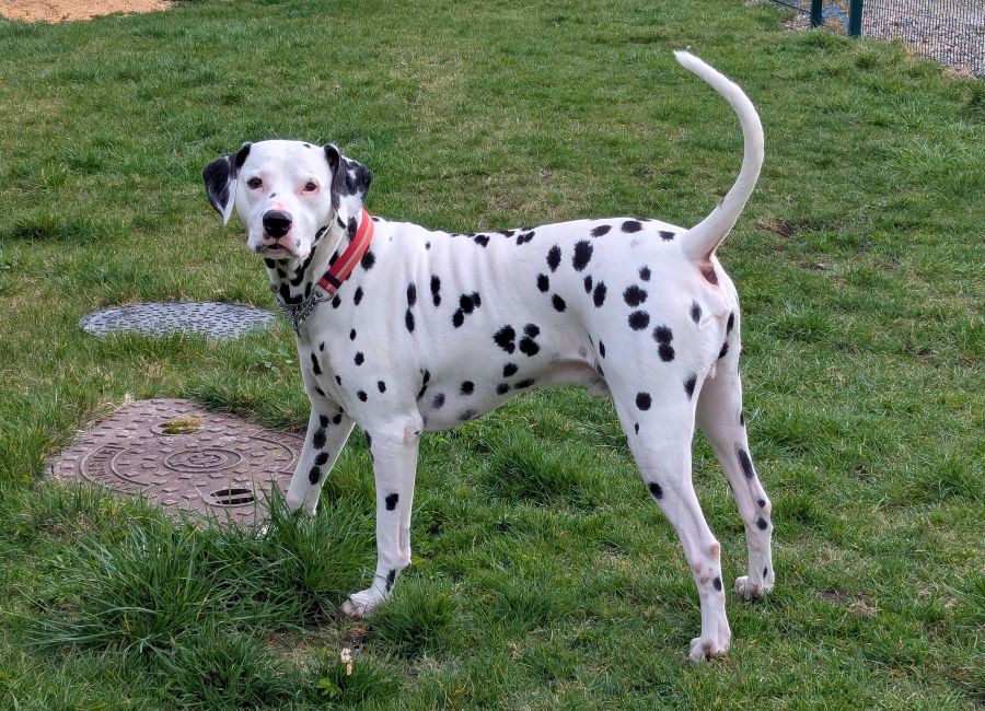Pet Image