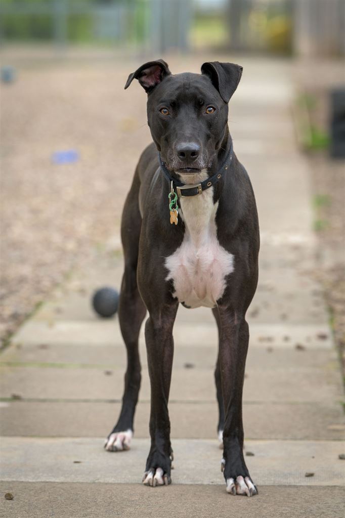 New dog listed for rescue at the PADS - Perthshire Abandoned Dogs Society - Lenny