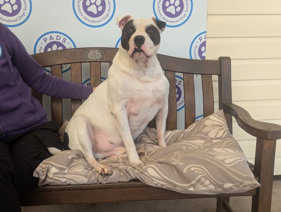Pet Image