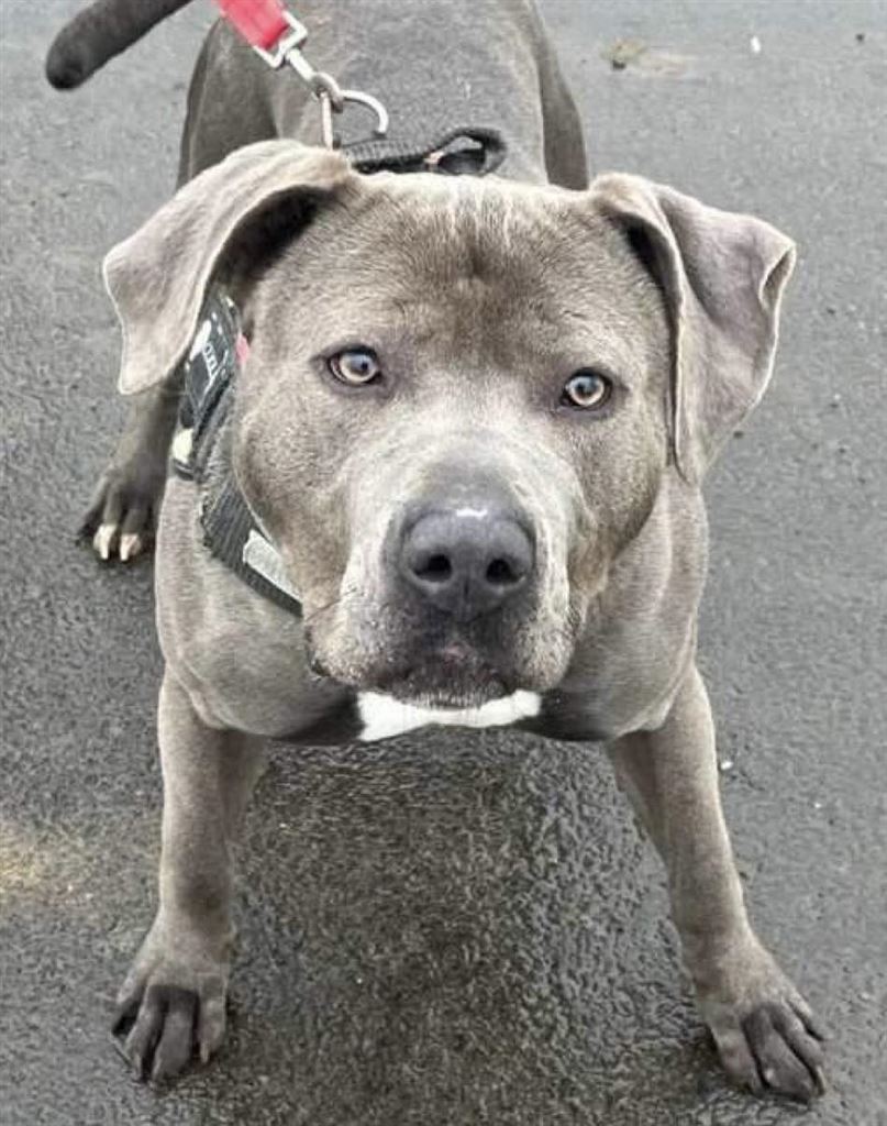 New dog listed for rescue at the Underheugh Ark Rescue - Blue