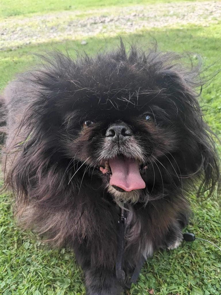 Pet Image