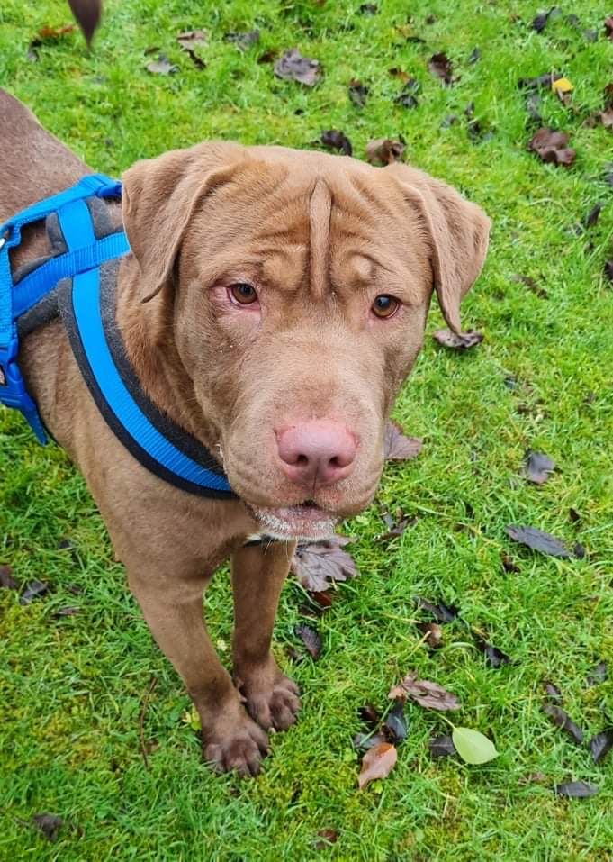 New dog listed for rescue at the Underheugh Ark Rescue - Bruce