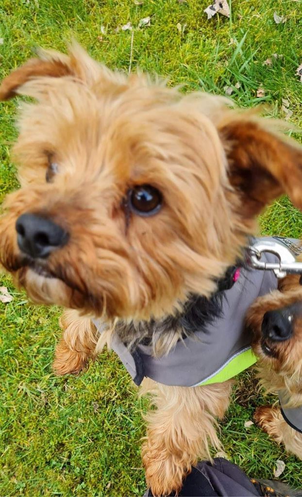 Pet Image