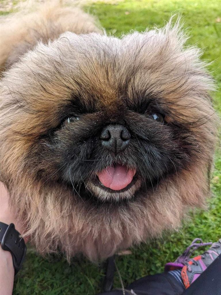 Pet Image