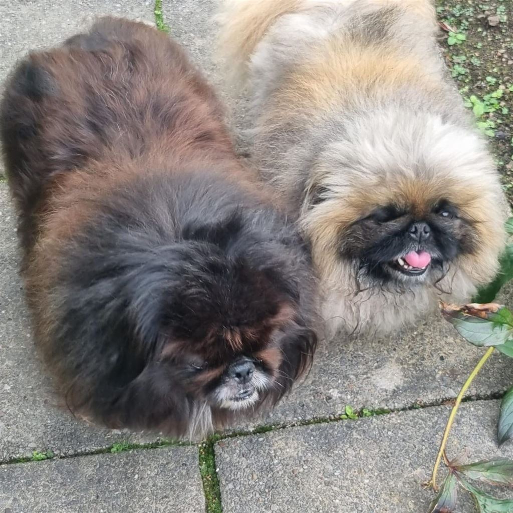 Pet Image