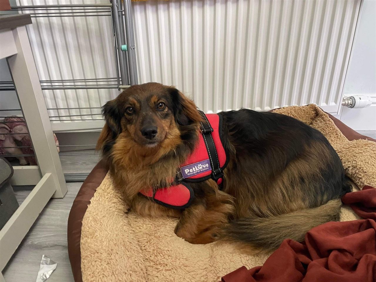 New dog listed for rescue at the Paws2Rescue - Penny