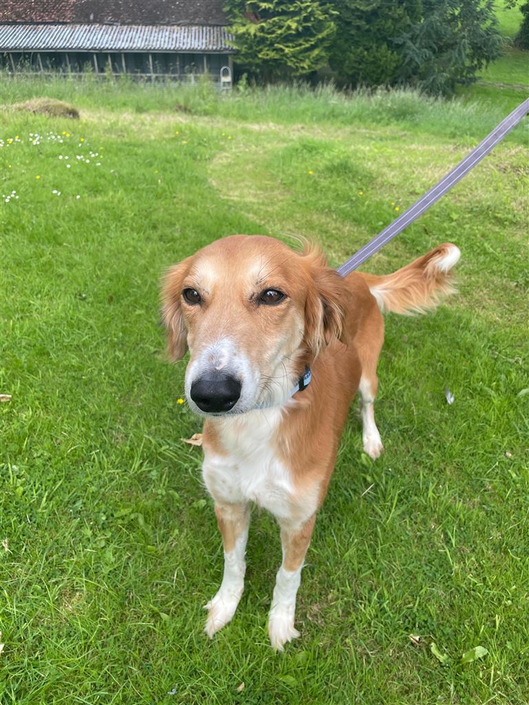 New dog listed for rescue at the Canine Rescue Scotland - Solo