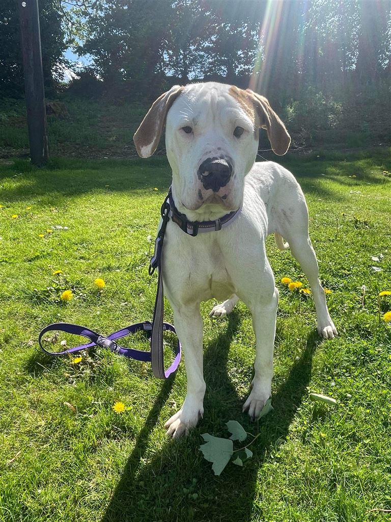 New dog listed for rescue at the Canine Rescue Scotland - Emily