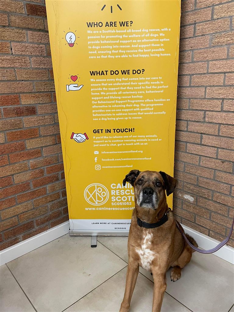 New dog listed for rescue at the Canine Rescue Scotland - George