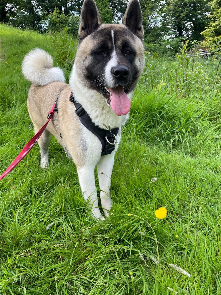 New dog listed for rescue at the Canine Rescue Scotland - Arrow
