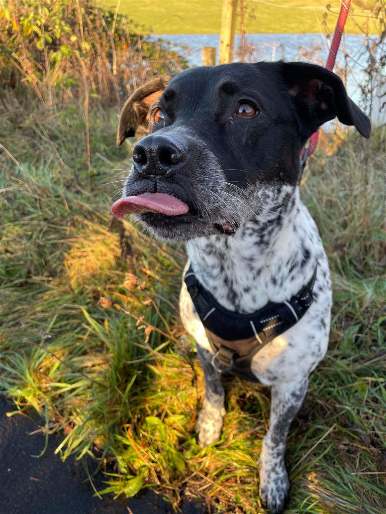 New dog listed for rescue at the Canine Rescue Scotland - Tui