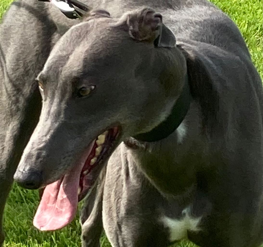 Pet Image