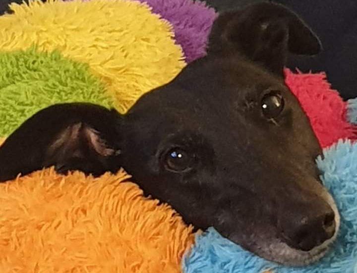 New dog listed for rescue at the Dumfries and Cumbria Greyhound Rescue  - Luna