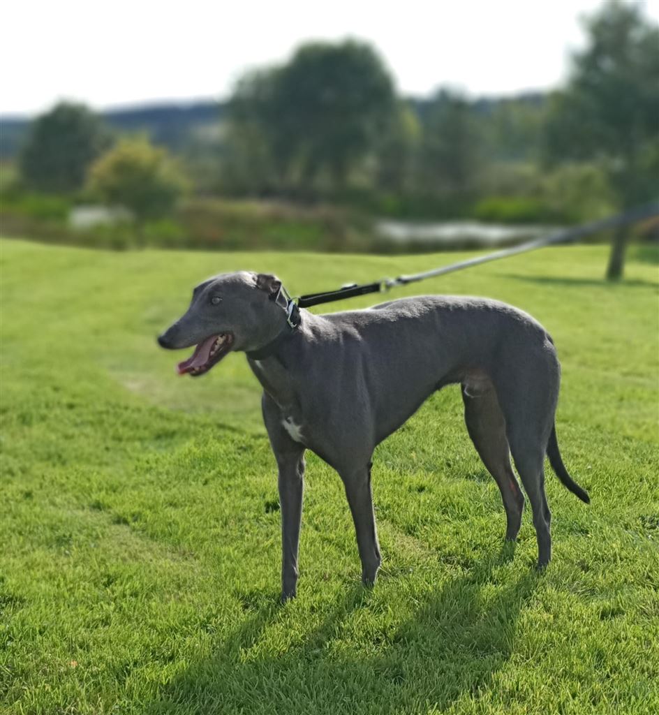 Pet Image
