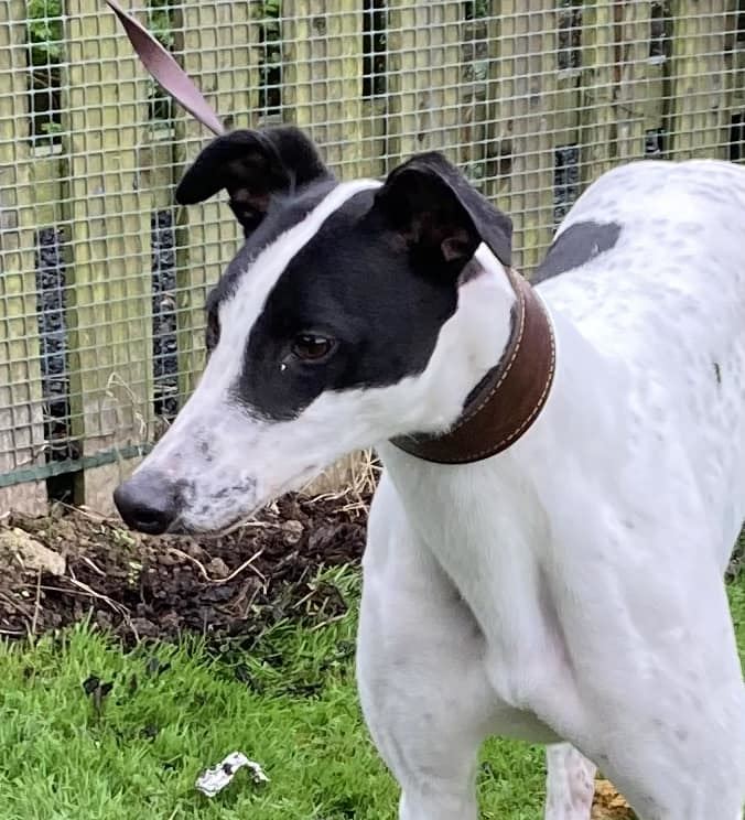 Layla at the Dumfries and Cumbria Greyhound Rescue needs a new home