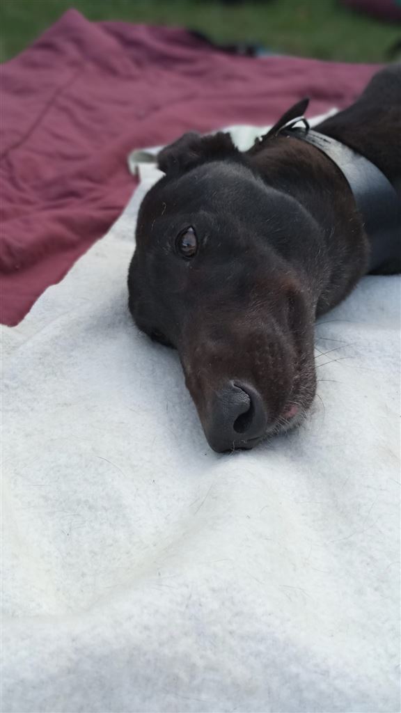 Pet Image