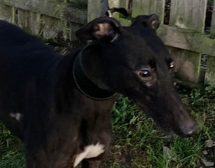 New dog listed for rescue at the Dumfries and Cumbria Greyhound Rescue - Belle